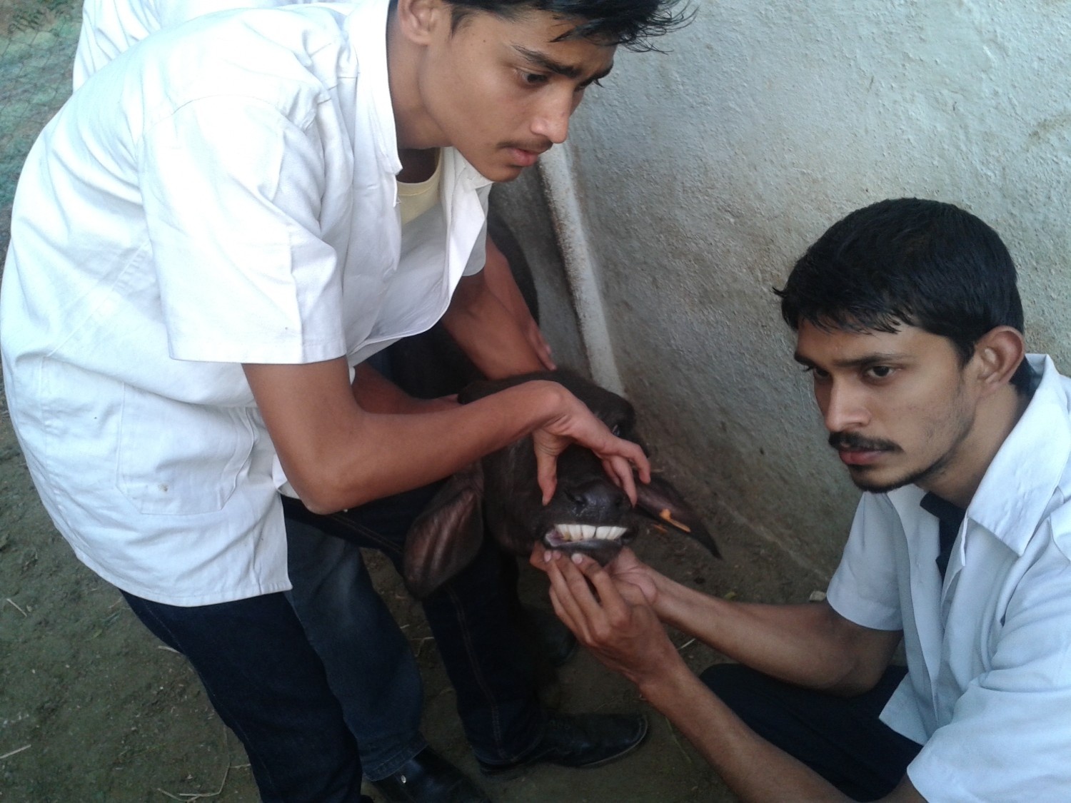 Students Determining Age Of Animal By Dentition